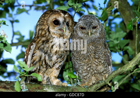 Eurasische Waldkauz Strix Aluco, Erwachsene, Jugendliche, Normandie Stockfoto