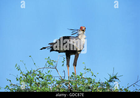 Sekretärin-Vogel, Schütze Serpentarius, Erwachsener, Serengeti-Park in Tansania Stockfoto