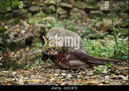 Dschungelkatze Felis Chaus, Erwachsene mit A KILL A gemeinsame Fasan Phasianus colchicus Stockfoto