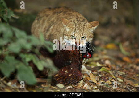 Europäische Wildkatze Felis Silvestris, Erwachsenen Essen seine gemeinsamen Fasan töten Stockfoto