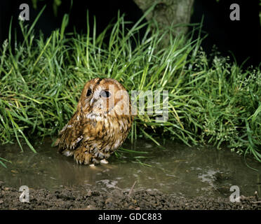 Eurasische Waldkauz Strix Aluco, Erwachsenen in Pfütze Stockfoto
