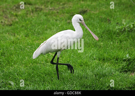 Löffler, Platalea Leucorodia, flatternd zu Fuß auf dem Rasen Stockfoto