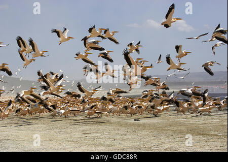 Großer weißer Pelikan, Pelecanus Onocrotalus Gruppe im Flug, ausziehen, Lake Nakuru in Kenia Stockfoto