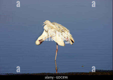 Afrikanischer Löffler, Platalea Alba, Erwachsene putzen, in Wasser, Nakuru See in Kenia Stockfoto