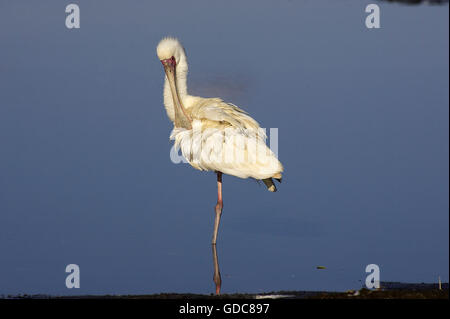 Afrikanischer Löffler, Platalea Alba, Erwachsene putzen, in Wasser, Nakuru See in Kenia Stockfoto