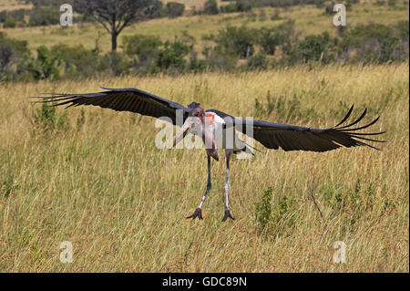 Marabou Storch, Leptoptilos Crumeniferus, Erwachsenen während des Fluges, Masai Mara-Park in Kenia Stockfoto