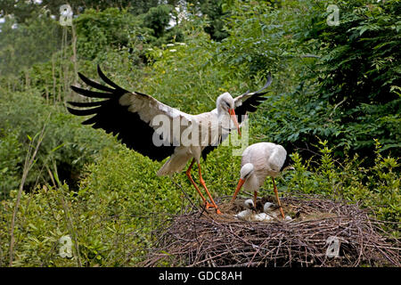 Weißstorch, Ciconia Ciconia, paar mit Küken im Nest Stockfoto