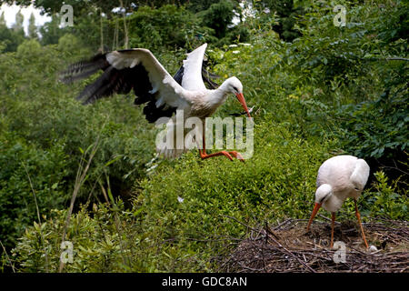 WEIßSTORCH Ciconia Ciconia ON NEST Stockfoto