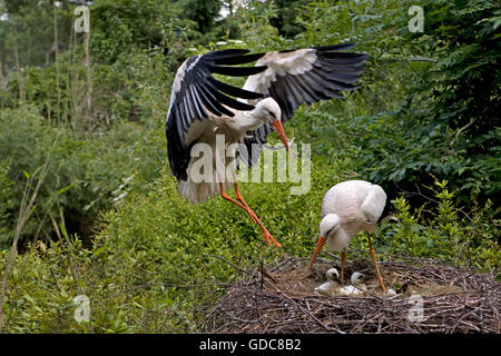 Weißstorch, Ciconia Ciconia, paar und Küken im Nest, Normandie Stockfoto