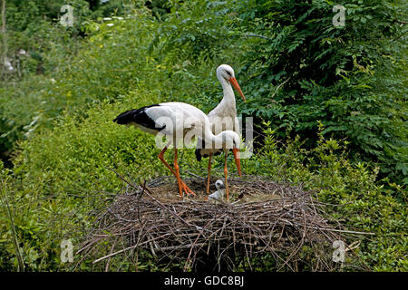 Weißstorch Ciconia ciconia, Erwachsene mit Küken im Nest, NORMANDIE IN FRANKREICH Stockfoto