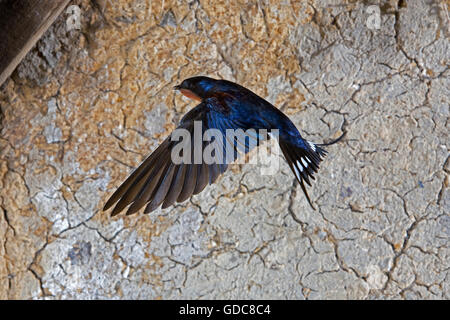 Rauchschwalbe hirundo rustica ODER EUROPÄISCHEN SCHLUCKEN, ERWACHSENE IM FLUG, NORMANDIE IN FRANKREICH Stockfoto