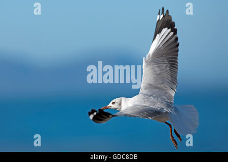 Hartlaub Möwe oder König Möve, Larus Hartlaubii, unreif im Flug, Hermanus in Südafrika Stockfoto