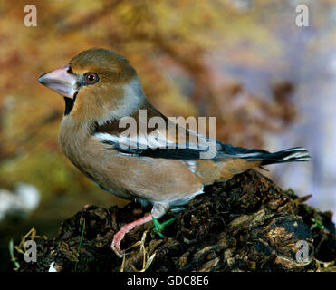 Kernbeißer, Coccothraustes Coccothraustes, männlich auf Ast Stockfoto