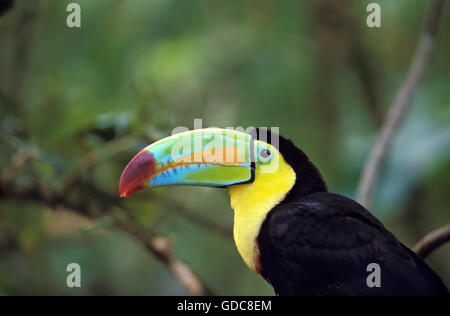 Kiel-Billed Tukan, Ramphastos Sulfuratus, Adult, Costa Rica Stockfoto