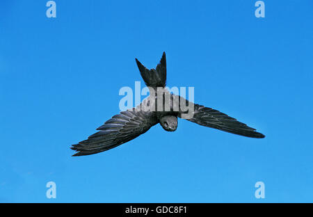 Mauersegler, Apus Apus, Erwachsenen im Flug gegen blauen Himmel Stockfoto