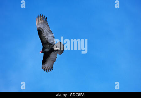 Türkei-Geier Cathartes Aura, Erwachsene IN FLIGHT, Mexiko Stockfoto