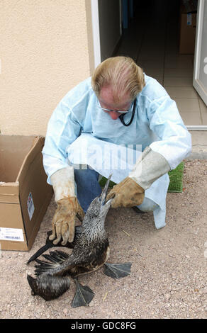 Basstölpel, La Dame Blanche, Animal Protection Center in Normandie gerettet geölt Stockfoto