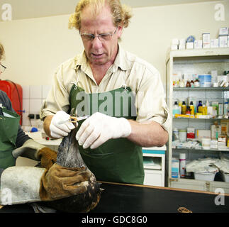 Geölte Basstölpel, Sula Bassana, La Dame Blanche, ein Wildlife Protection Center in der Normandie gerettet Stockfoto