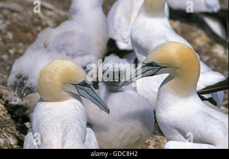 Basstölpel, Sula Bassana, koppeln mit Küken, Bonaventure Island in Quebec Stockfoto