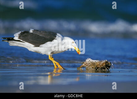 Seetang Möve, Larus Dominicanus, Adult Fisch Essen am Strand, Mexiko Stockfoto