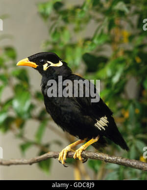 Hill Mynah, Gracula Religiosa, Erwachsene auf Ast Stockfoto