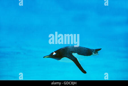 GENTOO PENGUIN Pygoscelis Papua, Erwachsenen schwimmen Stockfoto