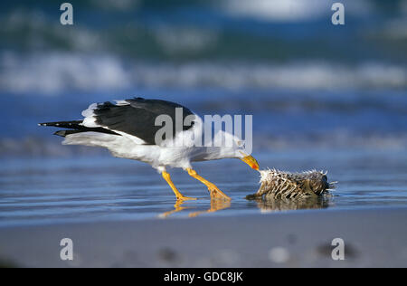 KELP GULL Larus Dominicanus, Erwachsenen essen Fisch ON BEACH, Mexiko Stockfoto