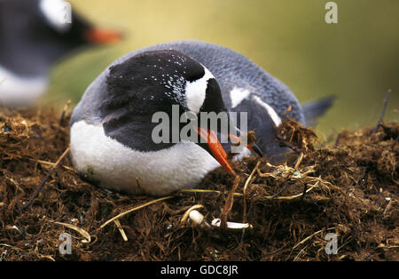 GENTOO PENGUIN Pygoscelis Papua, Erwachsene ON NEST LIVINGSTONE ISLAND Stockfoto