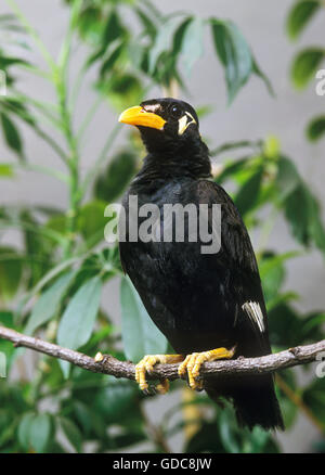 HILL MYNAH Gracula Religiosa, Erwachsene ON BRANCH Stockfoto