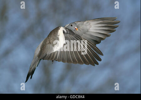 Ringeltaube Columba Palumbus, Erwachsene im Flug, Normandie Stockfoto
