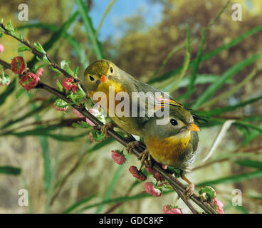 Rot in Rechnung gestellt LEIOTHRIX Leiothrix Lutea, Erwachsene Stockfoto