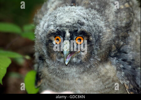 Waldohreule, Asio Otus, Young aufrufen, Normandie Stockfoto