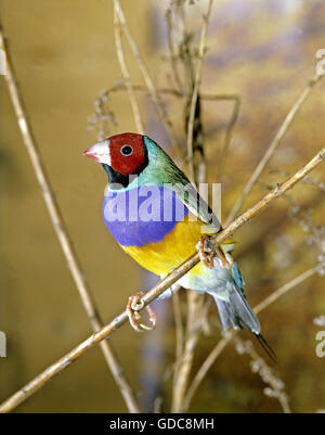 Prachtfinkenart Finch, Chloebia gouldiae Stockfoto