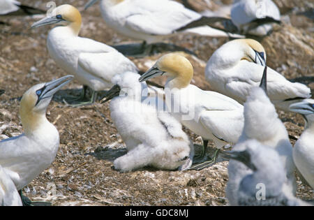 Basstölpel, Sula Bassana Verschachtelung Kolonie, Bonaventure Island in Quebec, Kanada Stockfoto