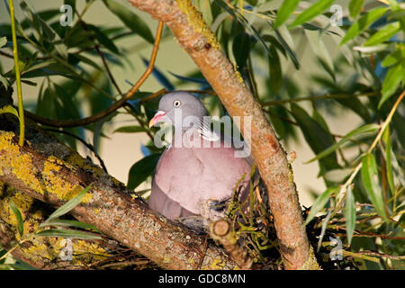 Ringeltaube Columba Palumbus, Erwachsene auf Nest, Normandie Stockfoto