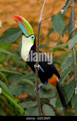 Kiel-BILLED TOUCAN Ramphastos Sulfuratus IN COSTA RICA Stockfoto