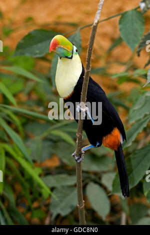 Kiel-BILLED TOUCAN Ramphastos Sulfuratus IN COSTA RICA Stockfoto