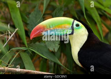 Kiel-BILLED TOUCAN Ramphastos Sulfuratus IN COSTA RICA Stockfoto