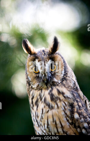 Waldohreule, Asio Otus, Portrait, Normandie Stockfoto