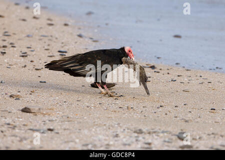 Türkei Geier, Cathartes Aura, Verzehr von Fisch, Paracas Reservat in Peru Stockfoto