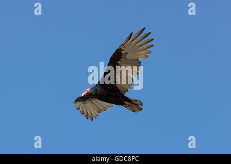 Türkei Geier, Cathartes Aura, Erwachsenen während des Fluges, Paracas-Nationalpark in Peru Stockfoto