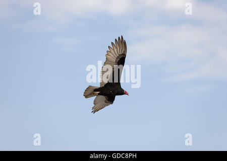 Türkei Geier, Cathartes Aura, Erwachsenen während des Fluges, Paracas-Nationalpark in Peru Stockfoto
