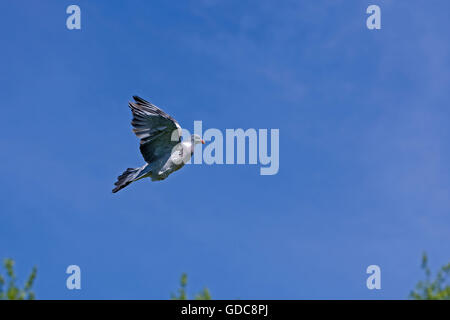 RINGELTAUBE Columba Palumbus, Erwachsene IN FLIGHT, Normandie IN Frankreich Stockfoto