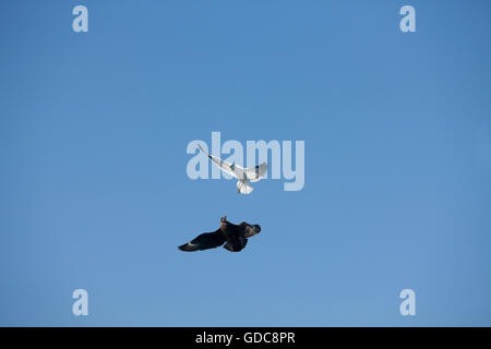 Antarktis Skua, Catharacta Antarctica, mit Seetang Möve, Larus Dominicanus, Erwachsene auf der Flucht, Kampf, False Bay in Südafrika Stockfoto