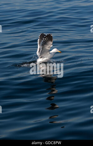 KELP GULL Larus Dominicanus, Erwachsenen Fischen, FALSE BAY IN Südafrika Stockfoto