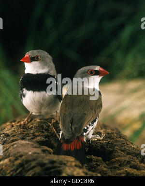 Diamant Firetail, Stagonopleura Guttata, Erwachsene Stockfoto