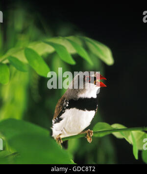 DIAMOND FIRETAIL Stagonopleura Guttata, Erwachsene singen Stockfoto