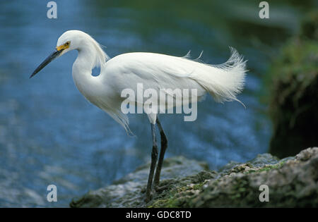 Snowy Reiher, Egretta unaufger, Erwachsene Stockfoto