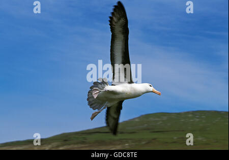 Black-Browed Albatros, Diomedea Melanophris, Erwachsenen während des Fluges, Drake-Passage in der Antarktis Stockfoto