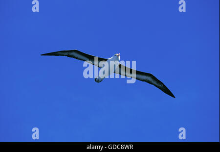 Black-Browed Albatros, Diomedea Melanophris, Erwachsenen während des Fluges, Drake-Passage in der Antarktis Stockfoto